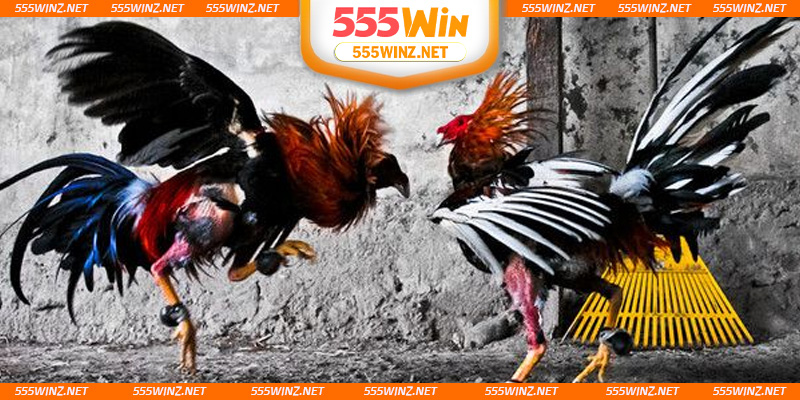 kinh-nghiem-soi-keo-da-ga-mang-truc-tiep-chuan-xac