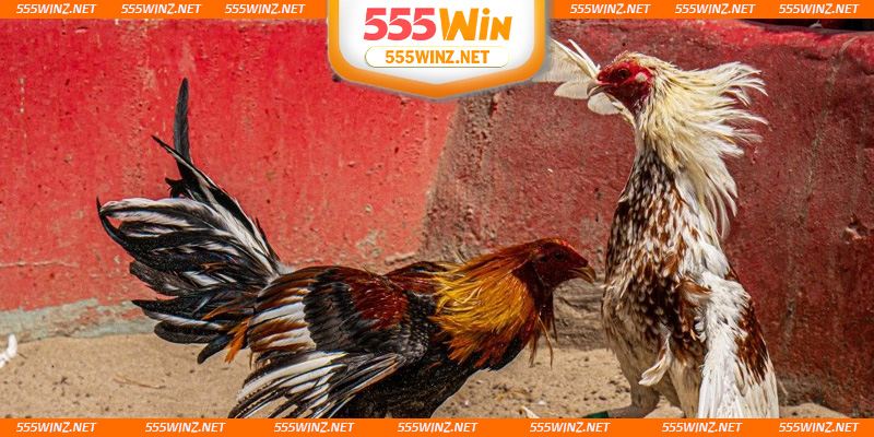 suc-hap-dan-cua-truc-tiep-da-ga-mang